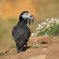 Puffin with Sand Eels, Skomer Island