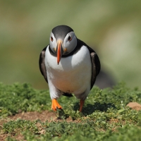 Puffin, Skomer Island