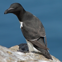 Razorbill, Skomer Island