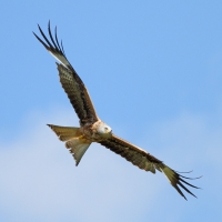 Red Kite, Gigrin Farm