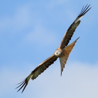 Red Kite, Gigrin Farm