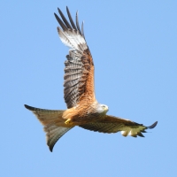 Red Kite, Gigrin Farm