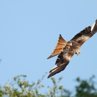 Red Kite, Gigrin Farm