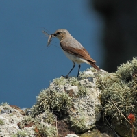 Wheatear, Skomer Island