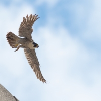 Adult Falcon