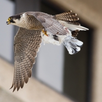 Falcon with Pigeon