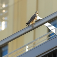 Juvenile Falcon on New Car Park