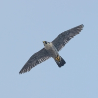 Adult Tiercel