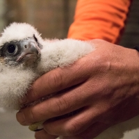 Peregrine Ringing 2019 I