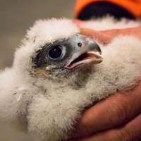 Peregrine Ringing 2019 II