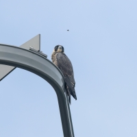 The Peregrine and the Bee