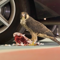 Peregrine in the Car Park I