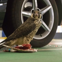 Peregrine in the Car Park III