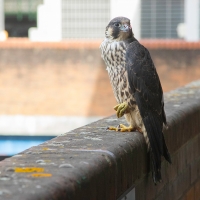 Peregrine in the Car Park IV