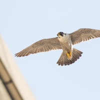 Peregrine Falcon in the evening light