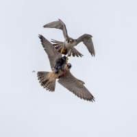 Peregrine Food Pass 2019