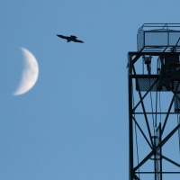 Moon Peregrine