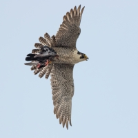 Peregrine with Pigeon