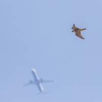 Peregrine and Plane