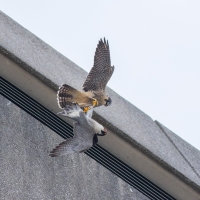 Peregrine Tussle