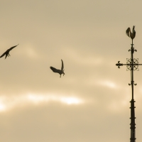 Two Juveniles on morning exercises