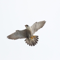 Tiercel