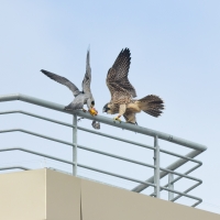 Adult Tiercel feeding Juvenile Falcon