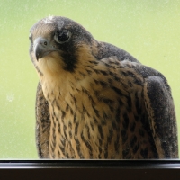 Male juvenile at the window