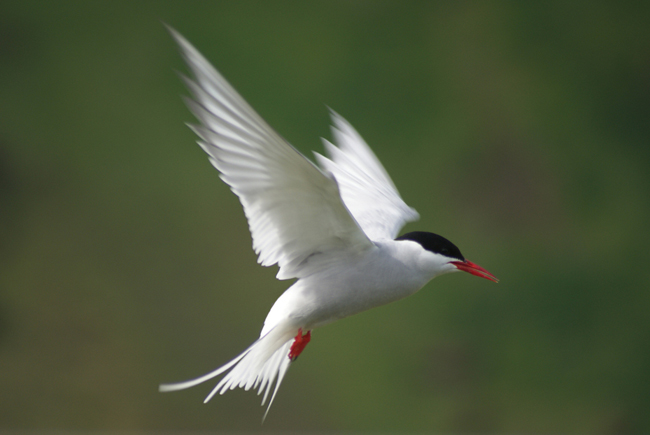 Artic Tern at Vik Artic Tern at Vik