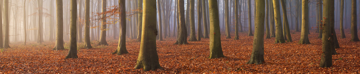 Beech Trees, Surrey Hills