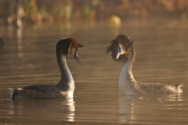 Grebe Courting