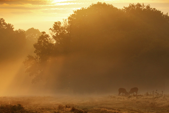 Stags in the Mist