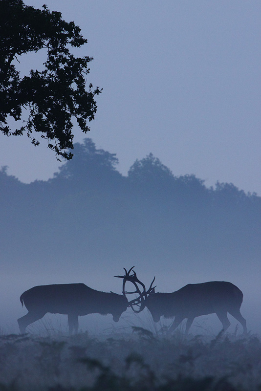 Two Stag Rutting