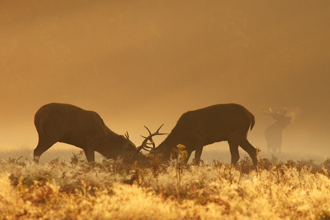 More rutting fun
