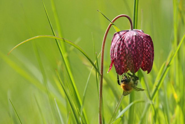 Fritillary with a Bee collecting pollen