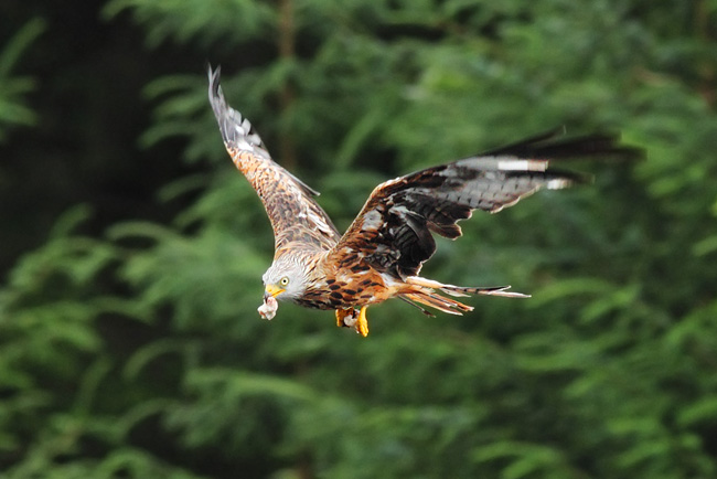 Red Kite, Bwlch Nant yr Arian Visitor Centre, Ceredigion Forest, Wales