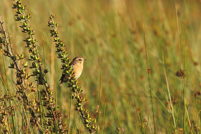 Whinchat, Trawsfynydd Lake, Wales Whinchat, Trawsfynydd Lake, Wales