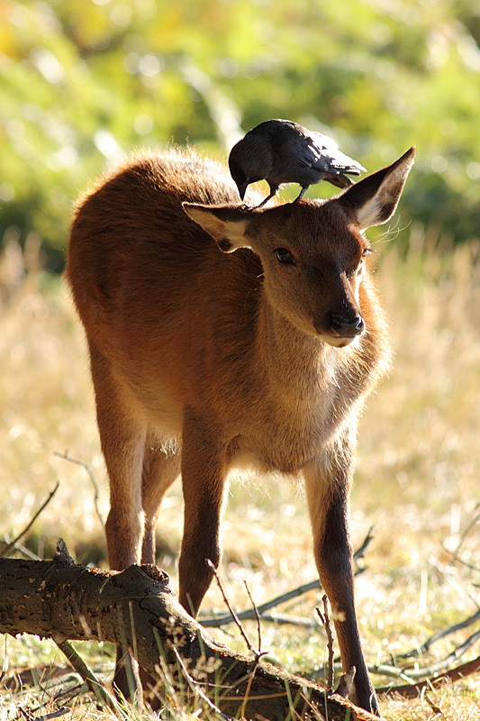 Deer and Jackdaw, Richmond Park