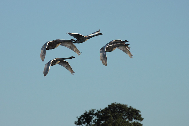 Mute Swans, Richmond Park