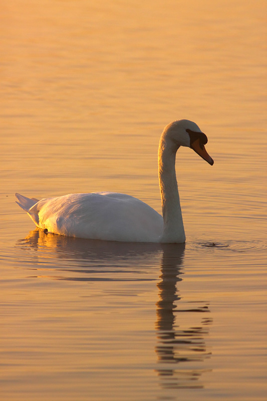 Swan, Richmond Pond