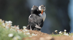 puffin greeting