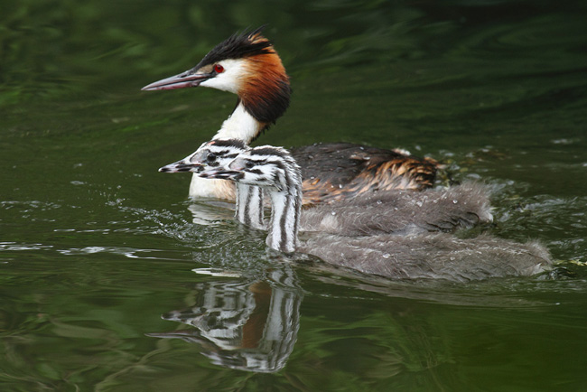 Great Crested Grebe with Chicks, Basingstoke Canal