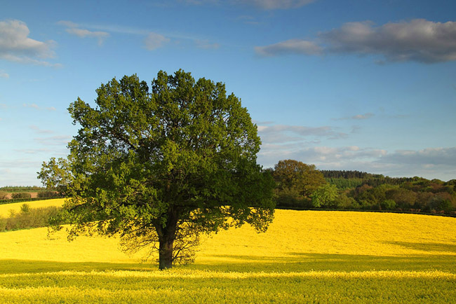 Rapeseed Field, Gomshall, Surrey