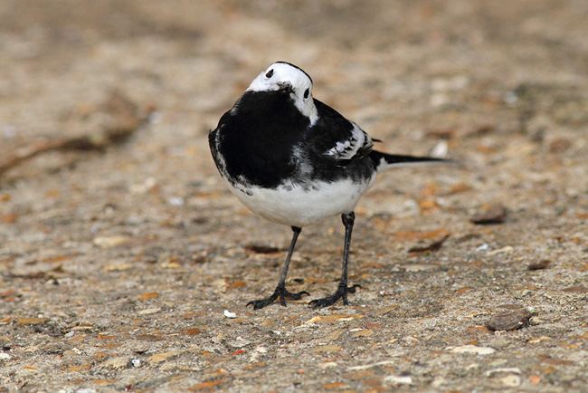 Pied Wagtail, Newlands Corner