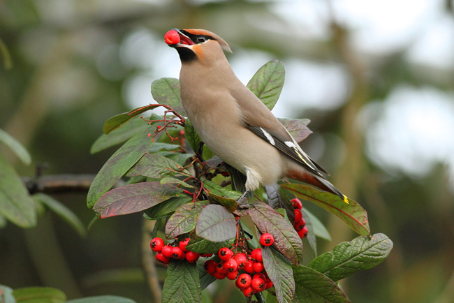 Waxwing, North Camp Station