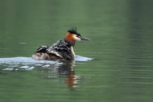 Great Crested Grebe carrying chicks on back