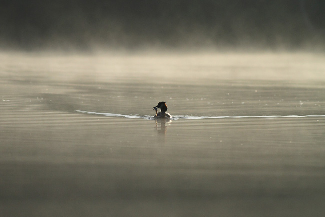 Great Crested Grebe in the mist with fish