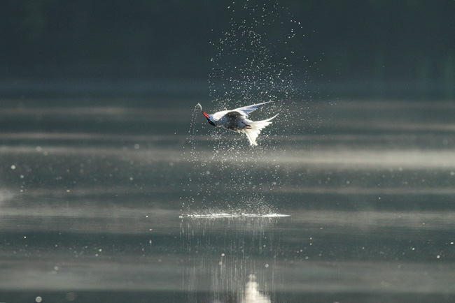 Upside down Common Tern