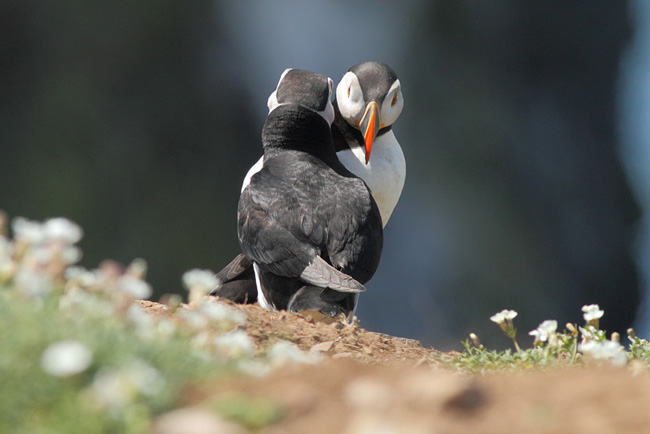 Puffins Greeting, Skomer Island