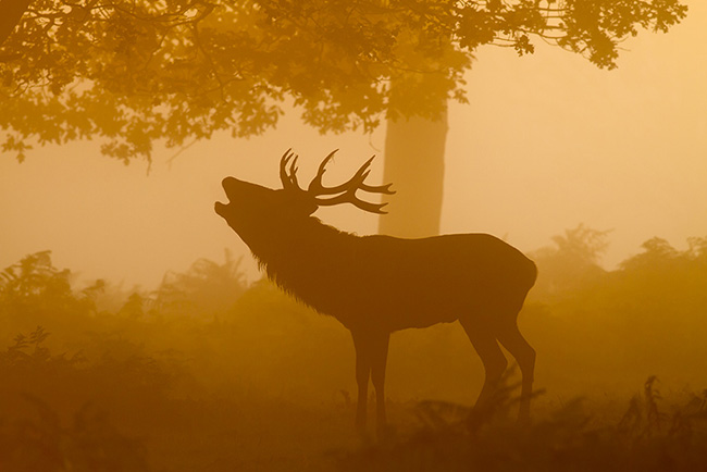 Red Deer Stag